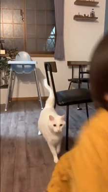 猫 子守 シッター プロ 椅子 テーブル 上がる 子ども 息子 ガード 賢い