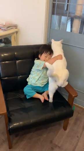 猫 子守 シッター プロ 椅子 テーブル 上がる 子ども 息子 ガード 賢い
