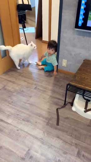 猫 子守 シッター プロ 椅子 テーブル 上がる 子ども 息子 ガード 賢い