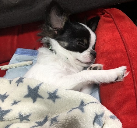 ペット手帳 ベストショット