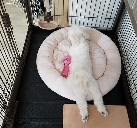 ペット手帳 ベストショット