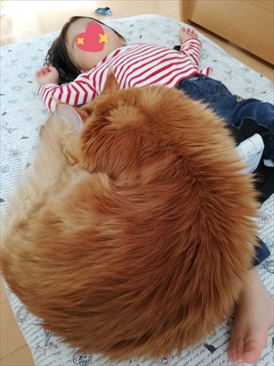 でかいねこ