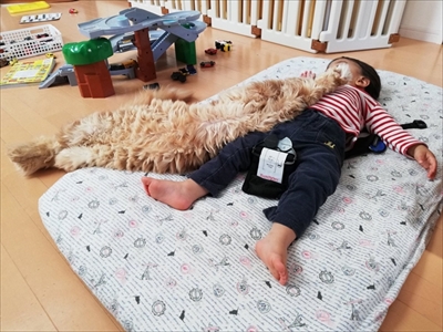 大きい猫ちゃん