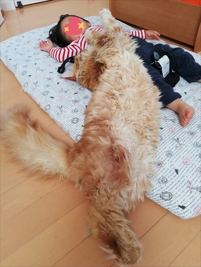 大きい猫ちゃん