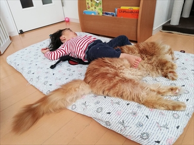 大きい猫ちゃん