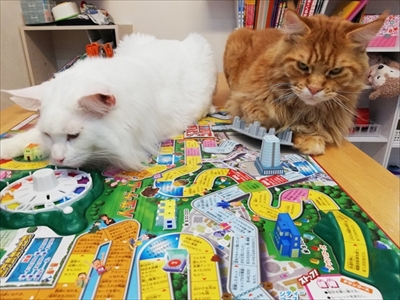 大きい猫ちゃん