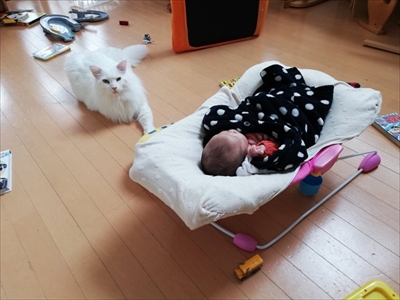 大きい猫ちゃん