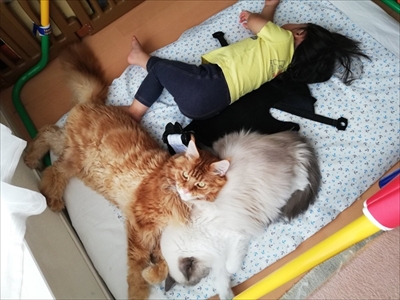 大きい猫ちゃん