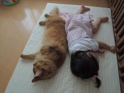 大きい猫ちゃん