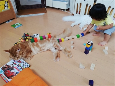 大きい猫ちゃん