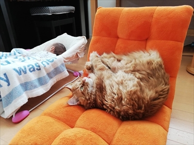 大きい猫ちゃん