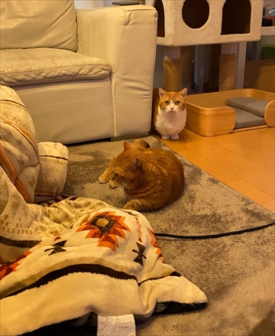 茶太郎きなこの短足日記