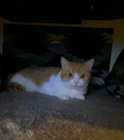 茶太郎きなこの短足日記