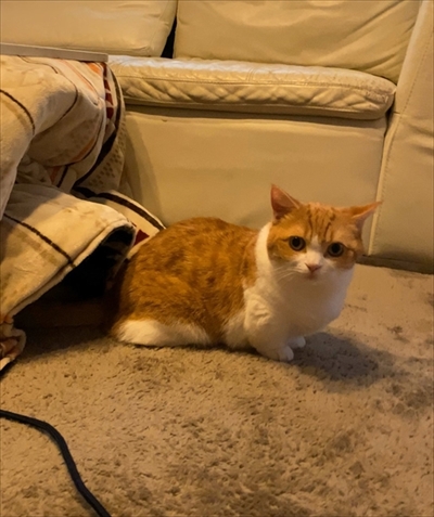 茶太郎きなこの短足日記