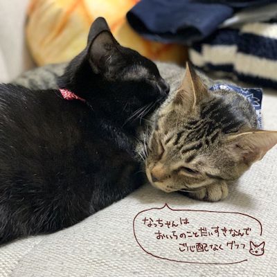 菊夏絵日記10写真