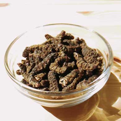 昆虫食 いもむし ゴロゴロカレー レトルトカレー クラウドファンディング Makuake