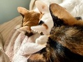 「目覚めた瞬間、視界に飛び込んで来た絶景」　3匹の猫ちゃんの後頭部が整列　かわいい絶景に心がとろけそう
