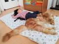 「こんな大きな犬も飼ってましたっけ？」　子どもよりはるかにデカイ猫ちゃんの添い寝姿にビックリ