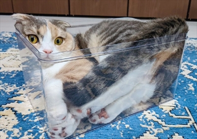 猫は液体ポーチ