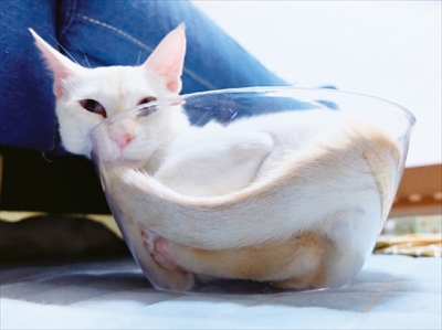 猫は液体ポーチ