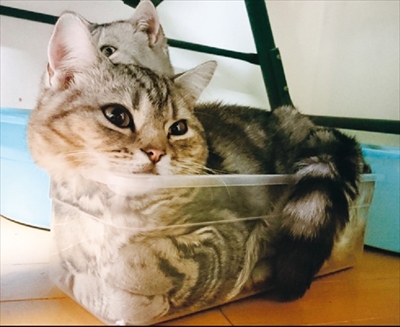 猫は液体ポーチ