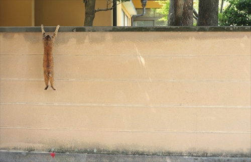 必死すぎるネコ