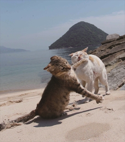 必死すぎるネコ