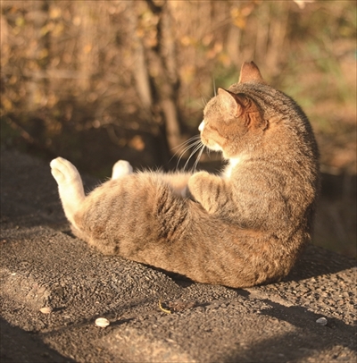 必死すぎるネコ