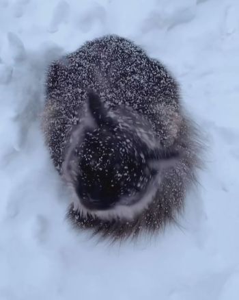 ふるふるニャンコ