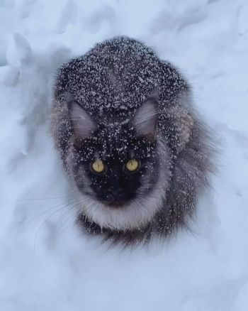 ふるふるニャンコ