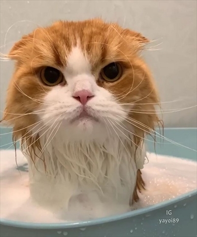 お風呂に入る猫ちゃん