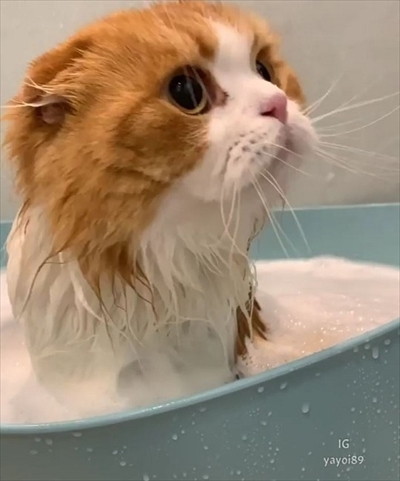 お風呂に入る猫ちゃん