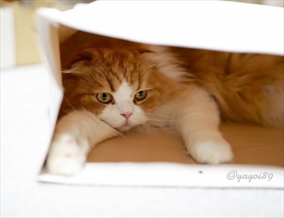 お風呂に入る猫ちゃん