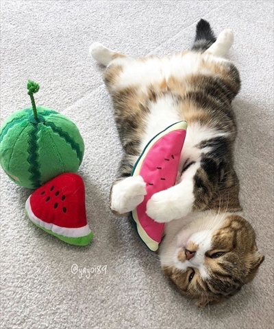 お風呂に入る猫ちゃん