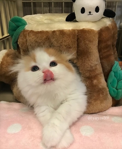 お風呂に入る猫ちゃん