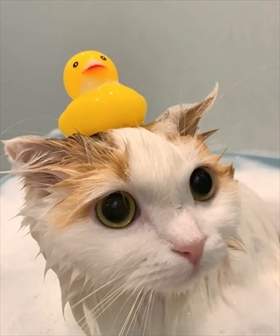 お風呂に入る猫ちゃん