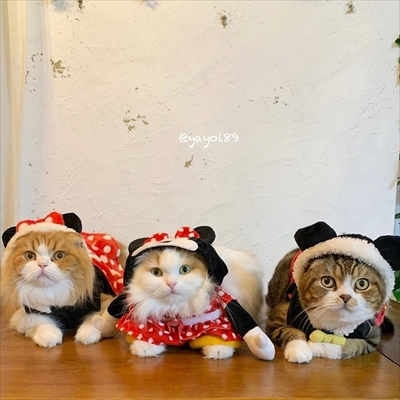 お風呂に入る猫ちゃん