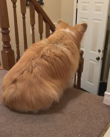 パパ大好きコーギーちゃん