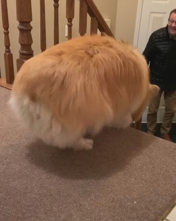 パパ大好きコーギーちゃん