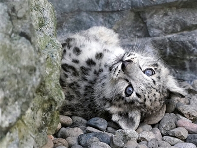 ユキヒョウ写真