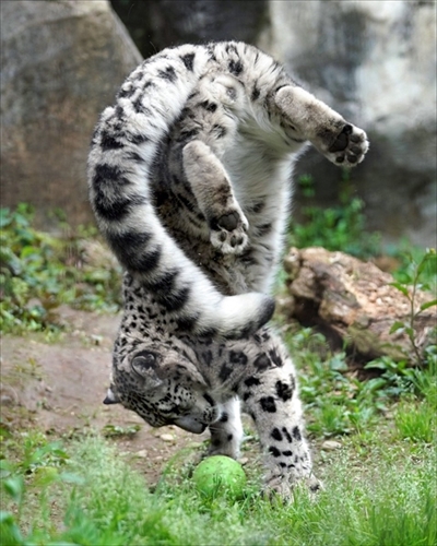 ユキヒョウ写真