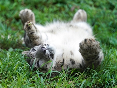 ユキヒョウ写真