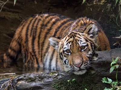 ユキヒョウ写真