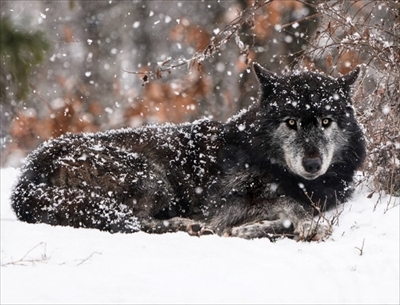 ユキヒョウ写真