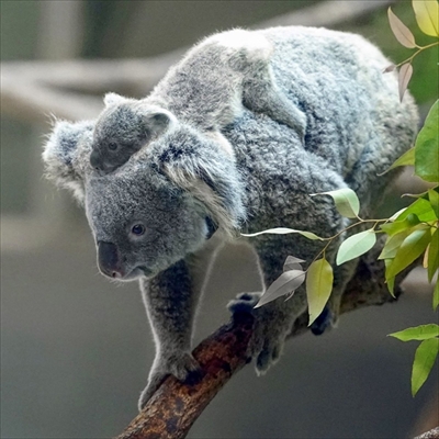 ユキヒョウ写真