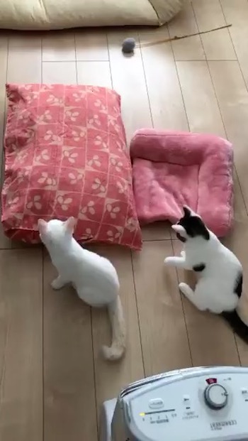 ALTやっぱり警戒中