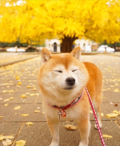 豆柴こむぎの部屋