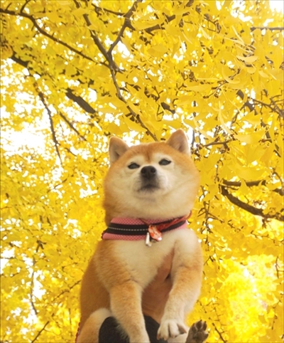 豆柴こむぎの部屋