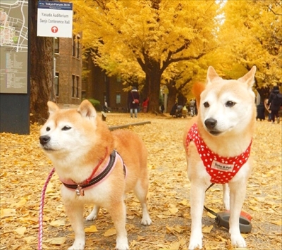 豆柴こむぎの部屋