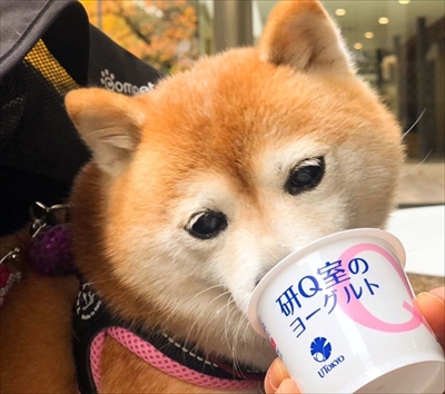 豆柴こむぎの部屋